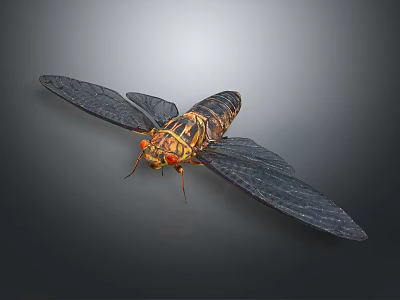 View of Cicada with Black Wings Yellow Black Striped Body Red Eyes on Dark Background 3d model