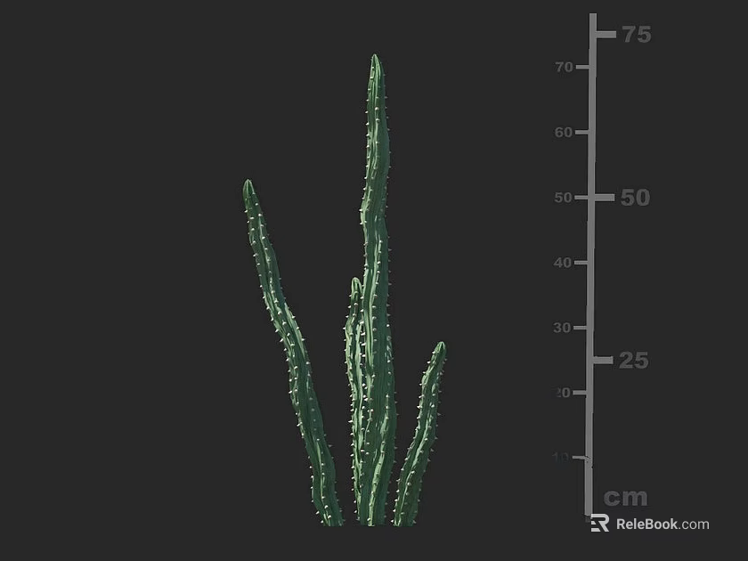 Tall Green Cactus Plant Measuring 75 cm Height for Indoor Decor 3d model 