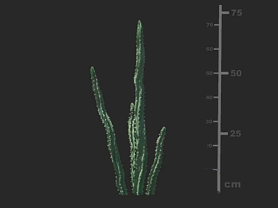 Tall Green Cactus Plant Measuring 75 cm Height for Indoor Decor 3d model