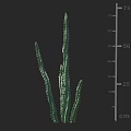 Tall Green Cactus Plant Measuring 75 cm Height for Indoor Decor