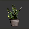 Snake Plant In Brown Clay Pot With Green And Yellow Leaves On Dark Background