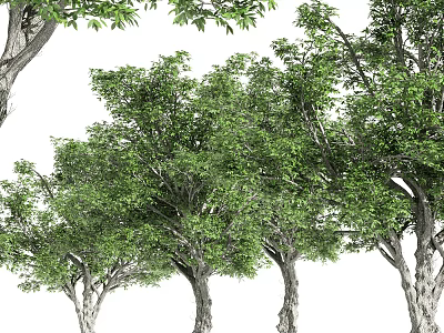 Lush Green Arbor Trees With Dense Foliage And Strong Trunks In Natural Scene 3d model