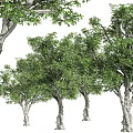 Lush Green Arbor Trees With Dense Foliage And Strong Trunks In Natural Scene