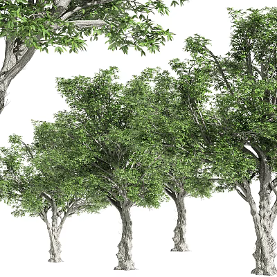Lush Green Arbor Trees With Dense Foliage And Strong Trunks In Natural Scene 3d model