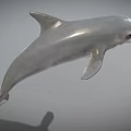 Detailed Realistic 3D Dolphin Model With Silver Gray Body Leaping Pose 3d model