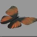 Vibrant Orange and Black Butterfly with White Spots on Wings Displayed on Light Background
