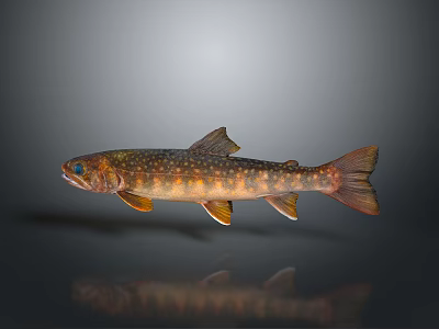 Spotted Orange Brown Freshwater Fish With Fins And Reflection On Gray Background 3d model
