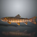 Spotted Orange Brown Freshwater Fish With Fins And Reflection On Gray Background