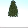 Healthy Tall Arbor With Lush Green Foliage And Strong Trunk Structure