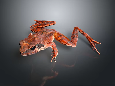 Brown Frog With Dark Spotted Patterns On Smooth Black Reflective Surface 3d model