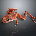 Brown Frog With Dark Spotted Patterns On Smooth Black Reflective Surface 3d model