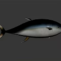 Shiny Silver Tuna Fish With Streamlined Body Shiny Scales And Ocean Habitat