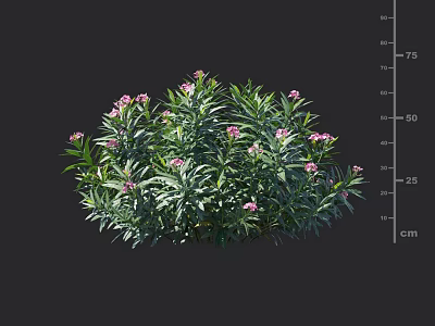 Lush Green Shrub with Pink Flowers and Dense Foliage for Garden Landscaping 3d model