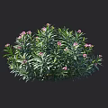 Lush Green Shrub with Pink Flowers and Dense Foliage for Garden Landscaping