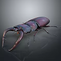 Detailed View Of Stag Beetle With Large Curved Mandibles And Dark Purple Exoskeleton