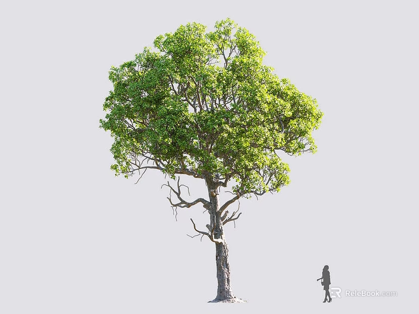 Tall Arbor With Lush Green Leaves Thick Trunk And Small Figure On Gray Background 3d model 