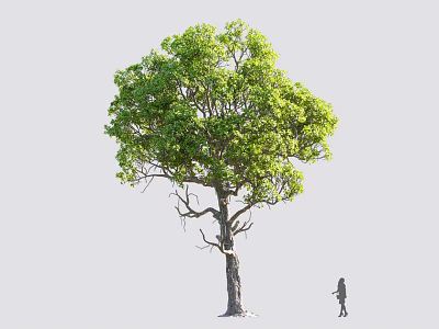 Tall Arbor With Lush Green Leaves Thick Trunk And Small Figure On Gray Background 3d model