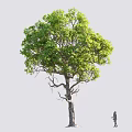 Tall Arbor With Lush Green Leaves Thick Trunk And Small Figure On Gray Background