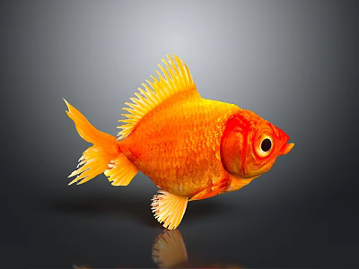 Orange Goldfish with Yellow Fins and Tail on Gray Background Showing Clear Reflection 3d model