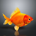 Orange Goldfish with Yellow Fins and Tail on Gray Background Showing Clear Reflection
