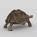 Sea Turtle With Textured Shell Open Mouth And Detailed Skin In Aquatic Habitat