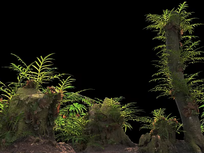 Vibrant Lush Ferns And Moss Covered Tree Stumps Against Black Background 3d model