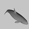 Black And White Orca Swimming With Sleek Body Against Dark Background