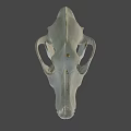 Animal Skull Bone Structure With Detailed Teeth And Natural Texture 3d model