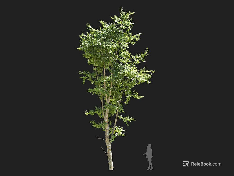 Tall Arbor With Lush Green Foliage Straight Trunk And Human Silhouette For Scale Against Dark Backdrop 3d model 