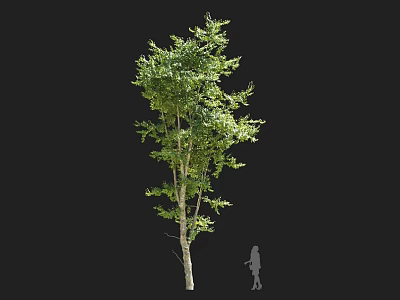 Tall Arbor With Lush Green Foliage Straight Trunk And Human Silhouette For Scale Against Dark Backdrop 3d model