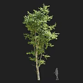 Tall Arbor With Lush Green Foliage Straight Trunk And Human Silhouette For Scale Against Dark Backdrop