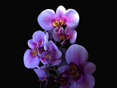 Beautiful Purple And Pink Orchid Flowers In Ceramic Vase On Black Background 3d model