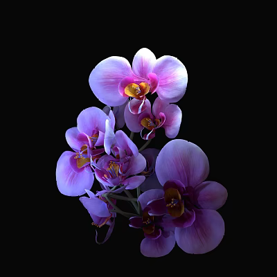 Beautiful Purple And Pink Orchid Flowers In Ceramic Vase On Black Background 3d model