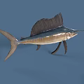 Majestic Sailfish With Long Bill Large Dorsal Fin And Blue White Body