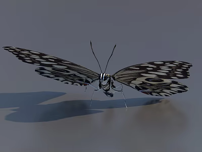 Black and White Patterned Butterfly With Spread Wings And Shadow On Gray Background 3d model