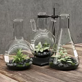 Bonsai Plants in Transparent Glass Vases with Black Stones and Green Ferns on Wooden Table