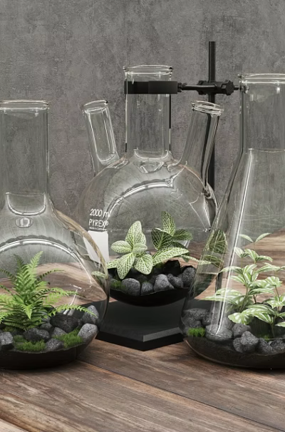 Bonsai Plants in Transparent Glass Vases with Black Stones and Green Ferns on Wooden Table 3d model
