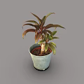Decorative Plant With Red And Green Leaves In Green Ceramic Pot