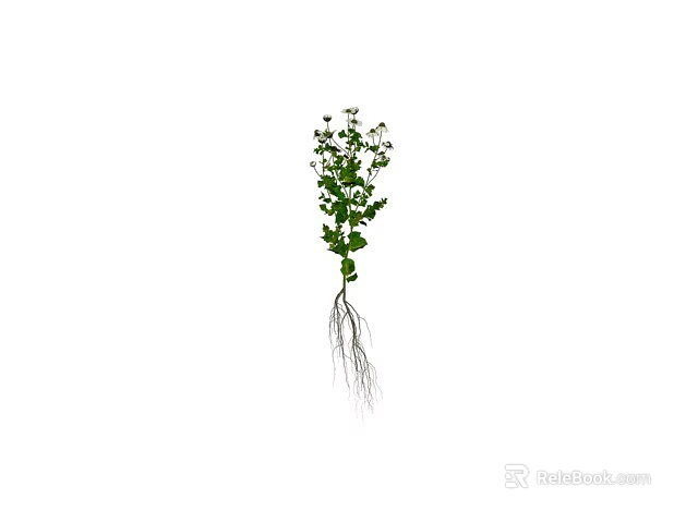Green Plant With White Flowers And Visible Roots Growing Healthily 3d model 