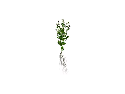 Green Plant With White Flowers And Visible Roots Growing Healthily 3d model
