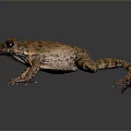 Brown Spotted Reptile in Standing Pose With Reflection on Gray Background 3d model