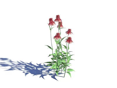 Vibrant Plant With Red Flowers Green Leaves And Multiple Stems On White Background With Shadow 3d model