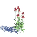 Vibrant Plant With Red Flowers Green Leaves And Multiple Stems On White Background With Shadow