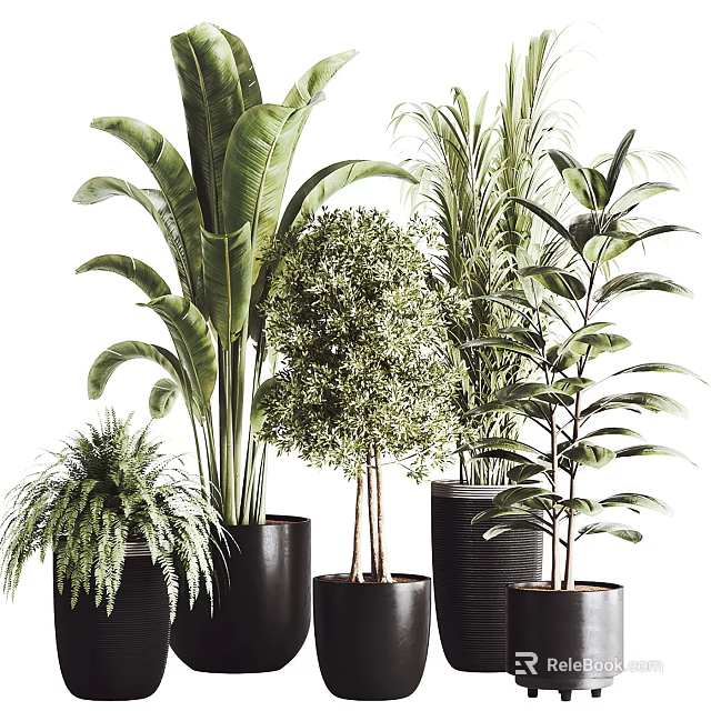 Various Types of Green Leafy Potted Plants in Black Pots for Indoor Decoration 3d model 