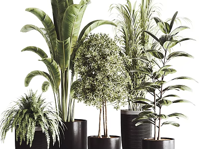 Various Types of Green Leafy Potted Plants in Black Pots for Indoor Decoration 3d model