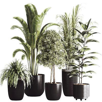 Various Types of Green Leafy Potted Plants in Black Pots for Indoor Decoration 3d model