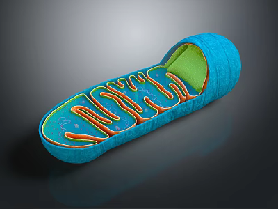 Blue Medical Device with Internal Orange Supportive Components and Ergonomic Design for Patient Therapeutic Care 3d model