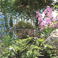 Vibrant Garden Landscape Featuring Lush Shrubs With Pink Blue And Red Flowers Near Rocks