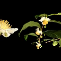 Fresh Green Plant with Lush Leaves White Flowers and Tiny Fruits on Black Background