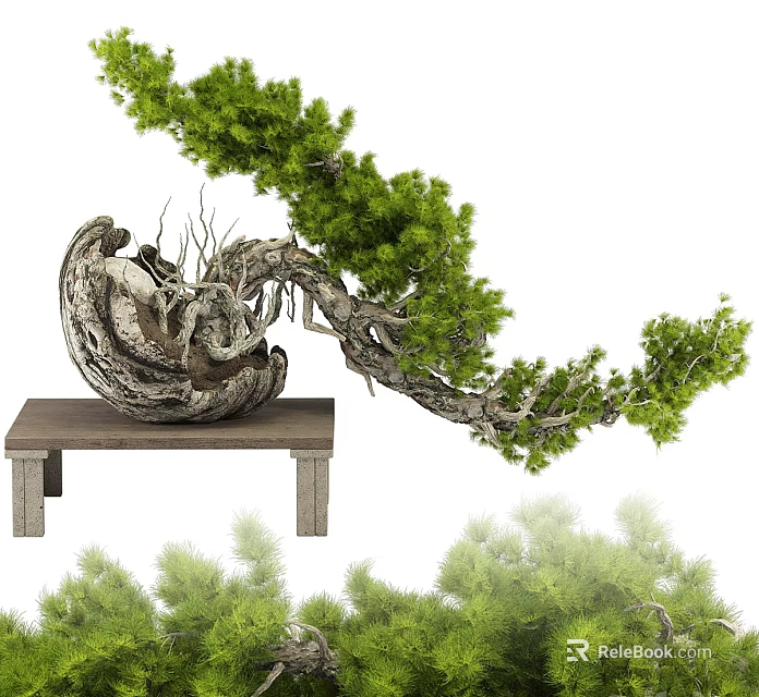 Bonsai Pine Tree with Twisted Trunk on Wooden Table and Lush Green Foliage 3d model 